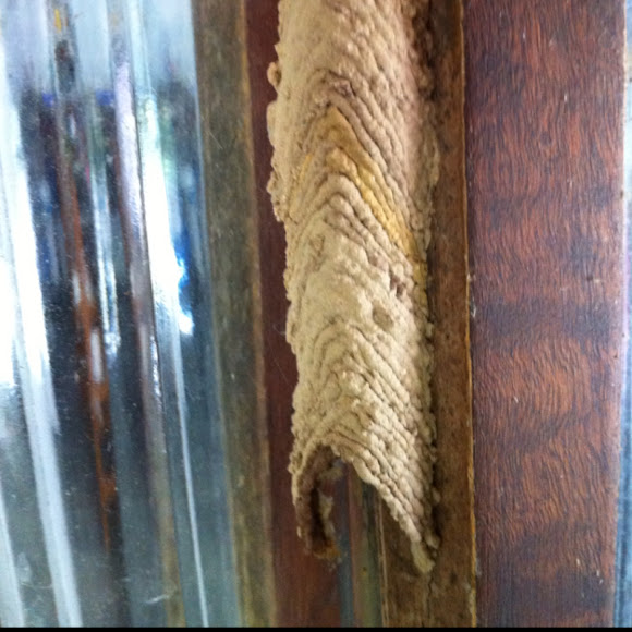 Spotting Image 1