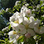 Apple Blossoms