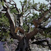 Methuselah Tree