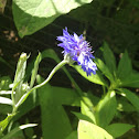 Cornflower