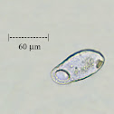 Ciliated Protozoan