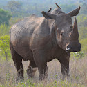 White Rhinoceros