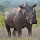 Rhinos of The World