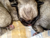 Pug Carlinos Machos Excelente Sangre