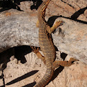 Sand Goanna