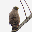 Roadside Hawk