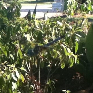 Spotting Image 1