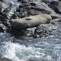 leopard seal
