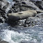 leopard seal