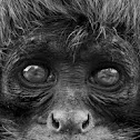 Spider Monkey