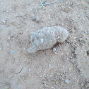 owl pellets