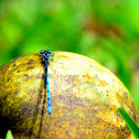 Damselfly