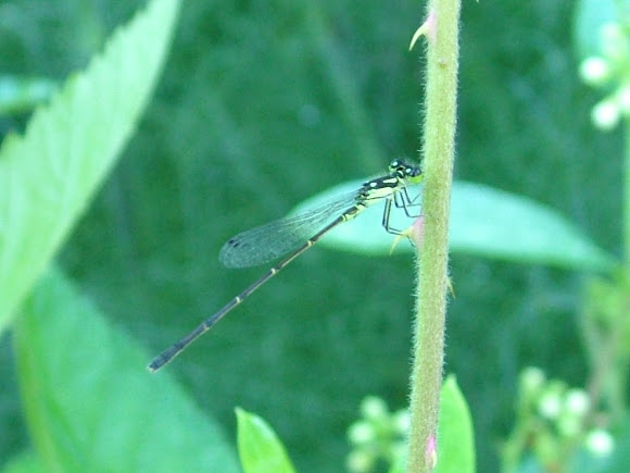 Spotting Image 1