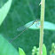 Green Damselfly