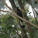 Yellow-tailed Black-Cockatoo