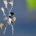 Black-capped Chickadee