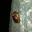 May beetle