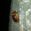 May beetle