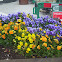 Pansy