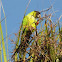 Black-hooded Parakeet