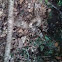 Poison oak