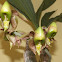 Orquidea