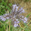 Lacy phacelia