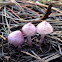 Inocybe sp.