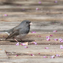 Dark-eyed Junco (Slate-colored)