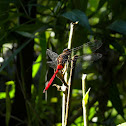 fiery skimmer (male)