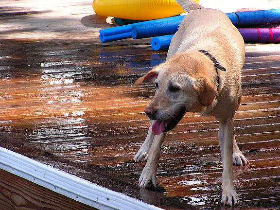 IMAGE: http://lh6.ggpht.com/macilwen/SG_OZ6wrPYI/AAAAAAAAEl0/LhL89-svXI8/P1010715.JPG?imgmax=576