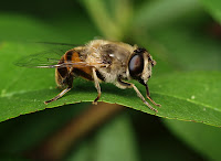 photoblog