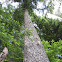 Western Hemlock