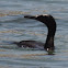 Brandt's Cormorant