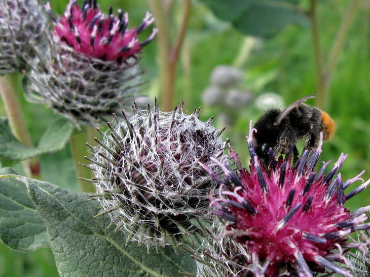 Bumblebee at woolly burdock flower