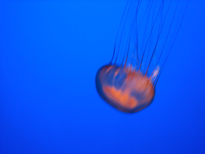 Jellyfish