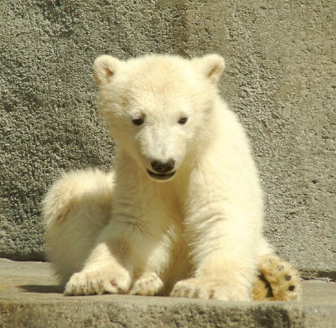 [bär1[2].jpg]