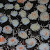 Homemade Sushi