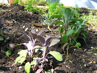 Sage in foreground; behind that: lavender; in the very background, dill