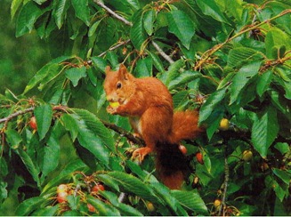 Eichhörnchen im Kirschbaum