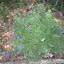 Dwarf Silver Bush Lupine