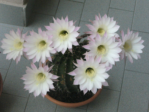 echinopsis