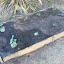 Scallop Squash bed #2