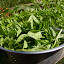 First Harvest of late year Basil planting