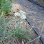 Garlic Chives