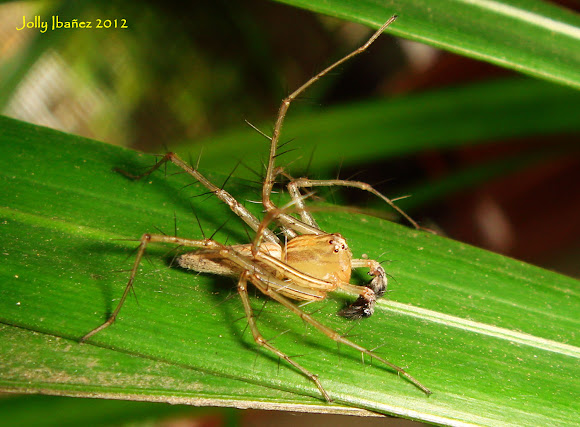 Spotting Image 1