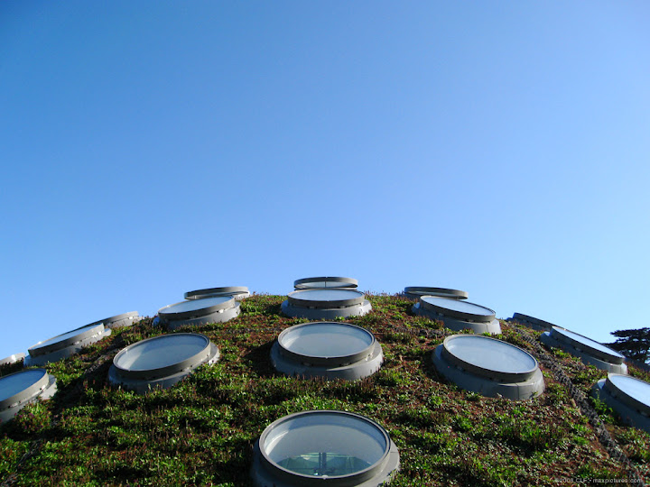 Rainforest roof