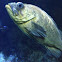 Rock fish
