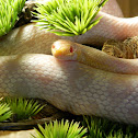 Corn Snake
