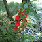 cardinal flower